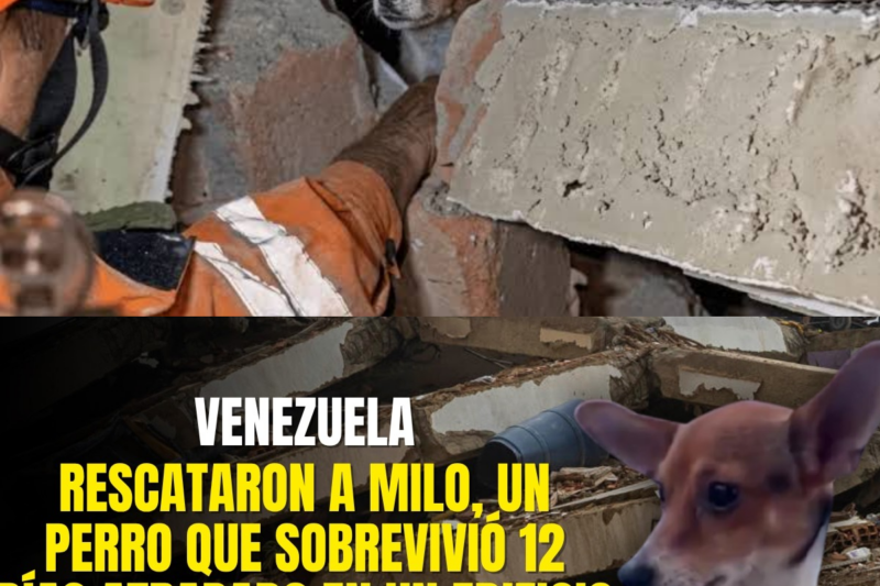 Rescataron a Milo, un perro que sobrevivió 12 días atrapado en un edificio colapsado en Venezuela