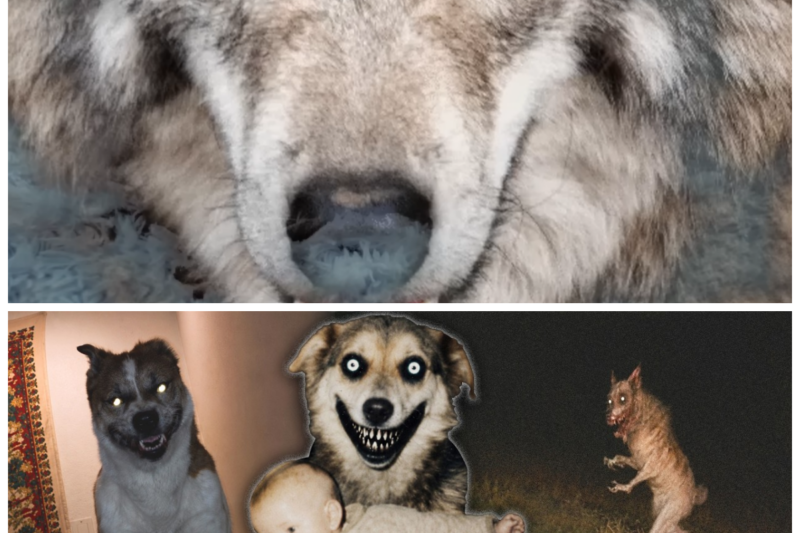 Imagínate que dejas de dormir con tu perro porque empieza a comportarse raro… y esa misma noche escuchas una voz humana en tu cuarto que te susurra: “Puedo volver contigo”. 😰  Esto le pasó a Carlos en 2015 tras rescatar a un perro blanco de la lluvia. Lo que empezó como una buena acción se transformó en una pesadilla de terror psicológico dentro de su propia casa: miradas fijas a la televisión como si entendiera todo, ataques de ira selectivos y una fuerza descomunal que le arrancó las cobijas en plena madrugada.  Pero lo verdaderamente imposible ocurrió al día siguiente. Cuando su madre se quedó sola, descubrió que en la cocina no había uno… sino dos perros exactamente iguales. Uno de ellos tenía los ojos completamente blancos y el otro la miraba con una sonrisa macabra. Segundos después, la criatura se esfumó en el aire sin dejar rastro. ¿Dejaron entrar a un perro perdido o a una entidad maligna que se hacía pasar por un can?  👇 ¿Qué era realmente esta criatura y qué perturbadores secretos escondían las otras mascotas de este especial? Escucha todos los relatos escalofriantes acá