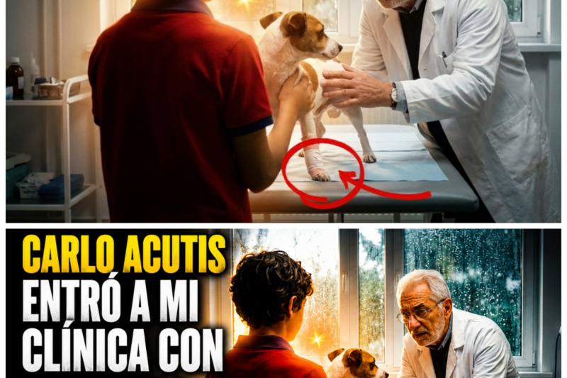 Bueno, yo yo no sé ni por dónde empezar esta historia, ¿sabes? Porque han pasado tantos años ya, pero cada vez que pienso en ese día, en ese muchacho, se me hace un nudo aquí en la garganta.  Me llamo Antonio Marchetti.  Soy veterinario acá en Milán.  Bueno, ahora ya estoy jubilado casi, pero en aquella época tenía mi clínica en la zona de Porta Romana, por ahí cerca de donde vivía la familia Acutis.  Era un día de octubre.  Me acuerdo perfectamente porque estaba lloviendo, una de esas lluvias finas de otoño que te calan hasta los huesos, ¿no? Y yo estaba en la clínica solo.  Era como las 7 de la tarde, ya casi iba a cerrar porque ese día había sido pesado, muy pesado.  Había tenido que, bueno, había tenido que sacrificar a un perro viejo de una señora que venía hace años conmigo y eso siempre me dejaba mal, muy mal por dentro.  Estaba guardando los instrumentos, limpiando las mesas de acero inoxidable, cuando escucho que tocan el timbre con insistencia, ring, ring, ring, así desesperado.