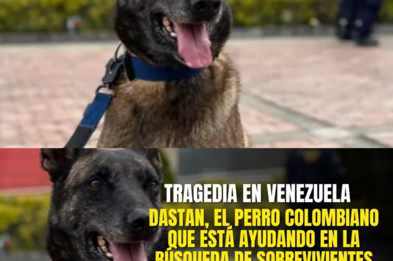 Dastan, el perro colombiano que ayuda a buscar sobrevivientes en Venezuela tras los terremotos