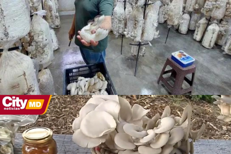 Cinco emprendimientos impulsan el cultivo de hongos comestibles en Bogotá | CityTv