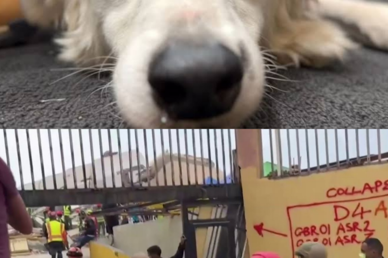Gracias al perro Tsunami descubren que un niño esta vivo bajo los escombros